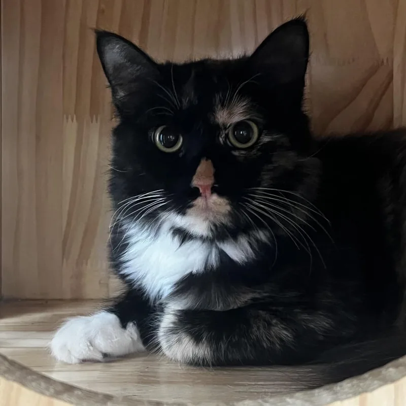 A young medium-sized female Tortoiseshell Domestic Medium Hair cat named Nana for adoption in Yucca Valley, CA