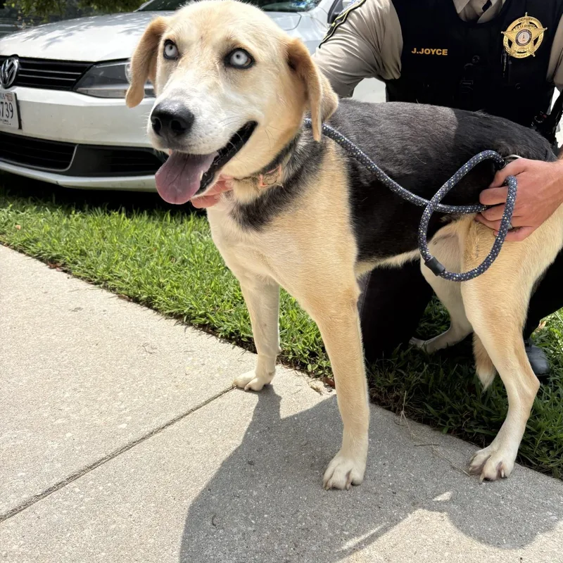 An adult medium-sized female Tricolor (Brown, Black, & White) Siberian Husky dog named Kota for adoption in Elberon, VA