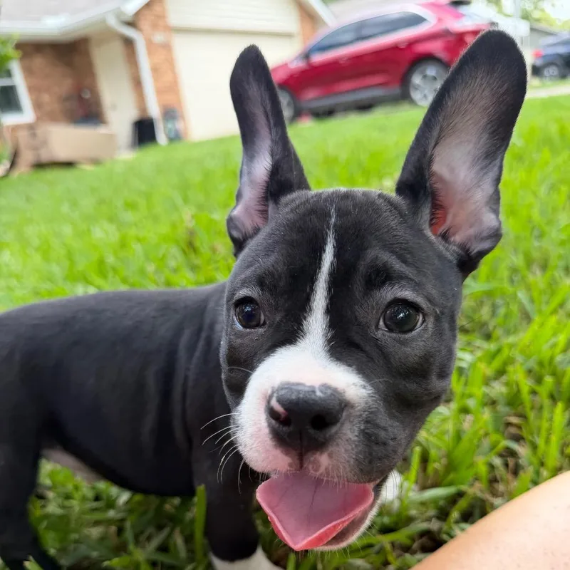 Archie