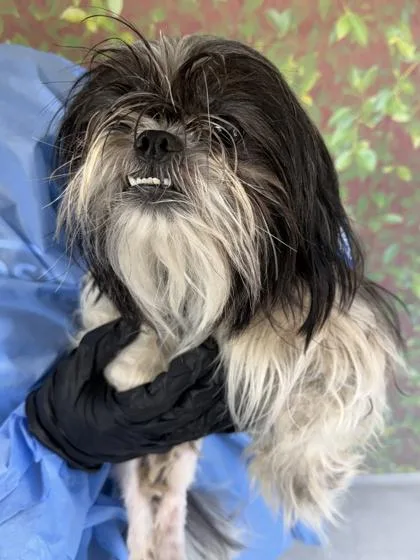 An adult small-sized female Shih Tzu dog named Shimmy for adoption in San Antonio, TX