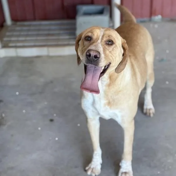 An adult medium-sized female Yellow / Tan / Blond / Fawn Labrador Retriever dog named Sunshine for adoption in Columbia, SC