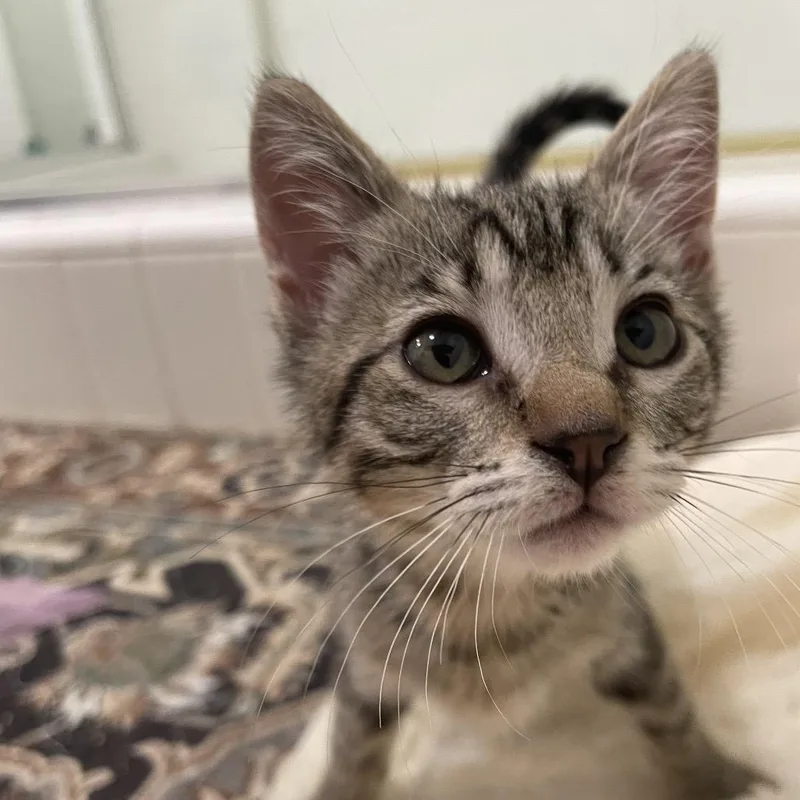 A baby small-sized female Brown / Chocolate Domestic Short Hair cat named Flora for adoption in Los Angeles, CA