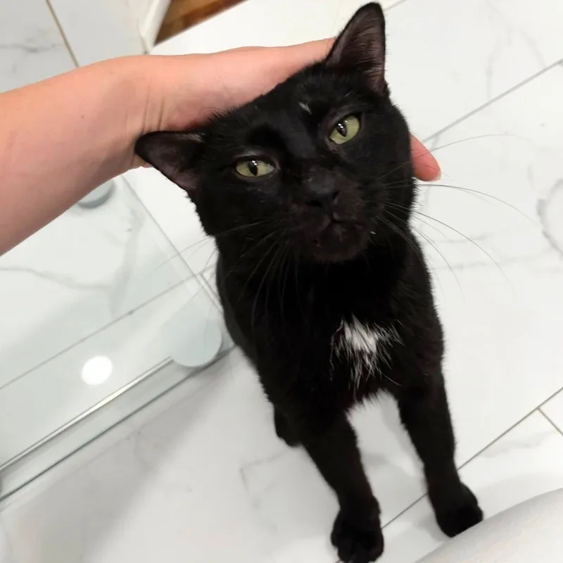 An adult medium-sized male Black Domestic Short Hair cat named Mr. B for adoption in Brooklyn, NY
