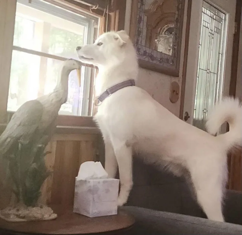 A young large-sized male Great Pyrenees dog named Enzo for adoption in Pittsburgh, PA