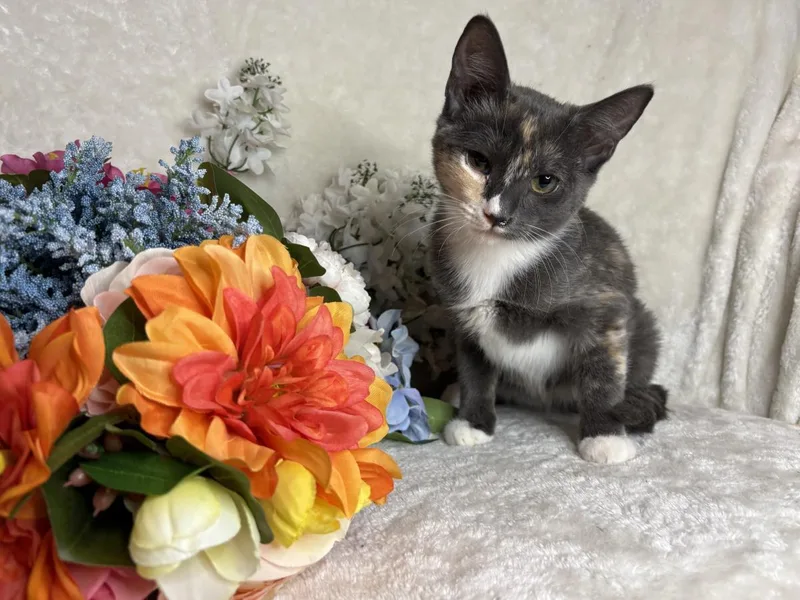 A baby small-sized female Gray / Blue / Silver Domestic Short Hair cat named Chevy Zeze for adoption in Chandler, AZ