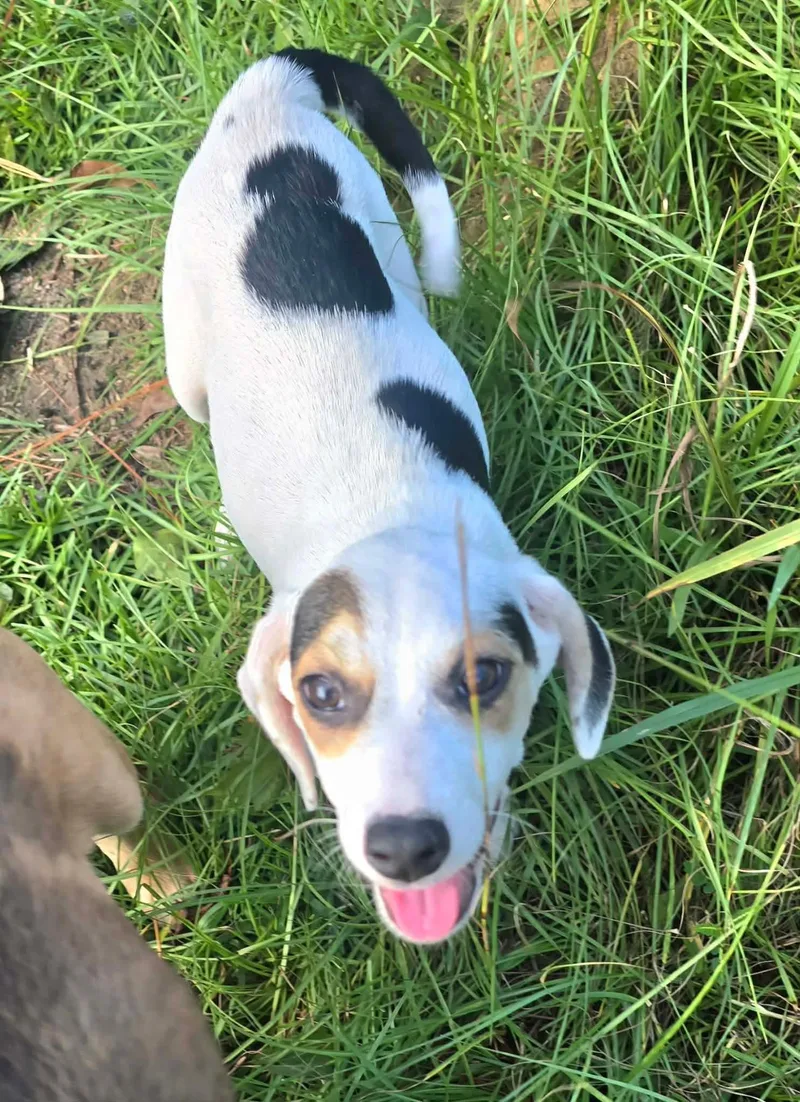 A baby medium-sized male Tricolor (Brown, Black, & White) Mixed Breed dog named BoBo for adoption in BONIFAY, FL
