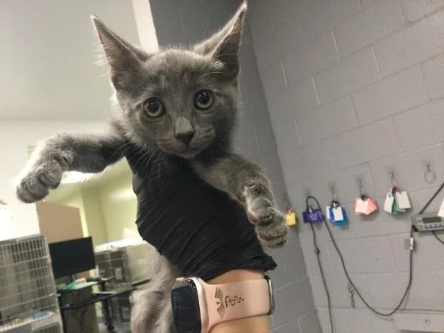A baby small-sized female Domestic Short Hair cat named Setsuna for adoption in Thousand Palms, CA