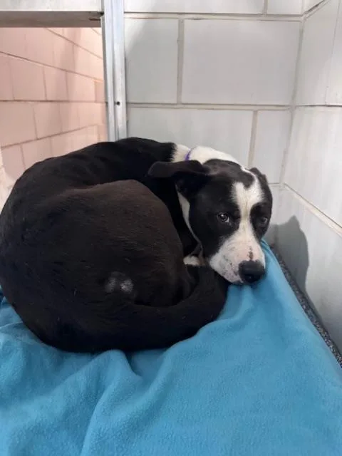 A young medium-sized female Mixed Breed dog named Juno for adoption in Charlotte, NC