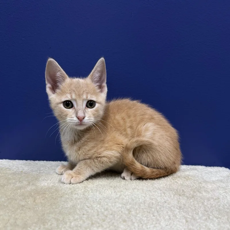 A baby medium-sized male Buff / Tan / Fawn Tabby cat named Rex for adoption in High Ridge, MO