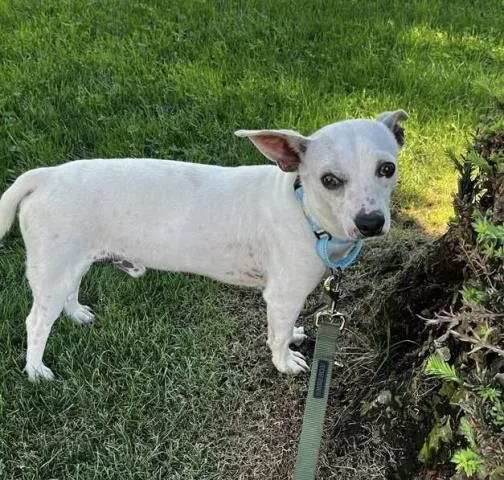 An adult medium-sized male Chihuahua dog named Bert for adoption in Bakersfield, CA
