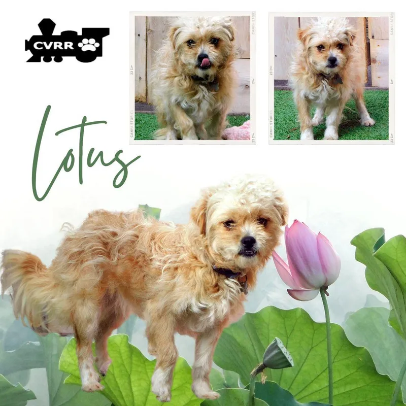 An adult small-sized female Shih Tzu dog named Lotus for adoption in LINDSAY, CA