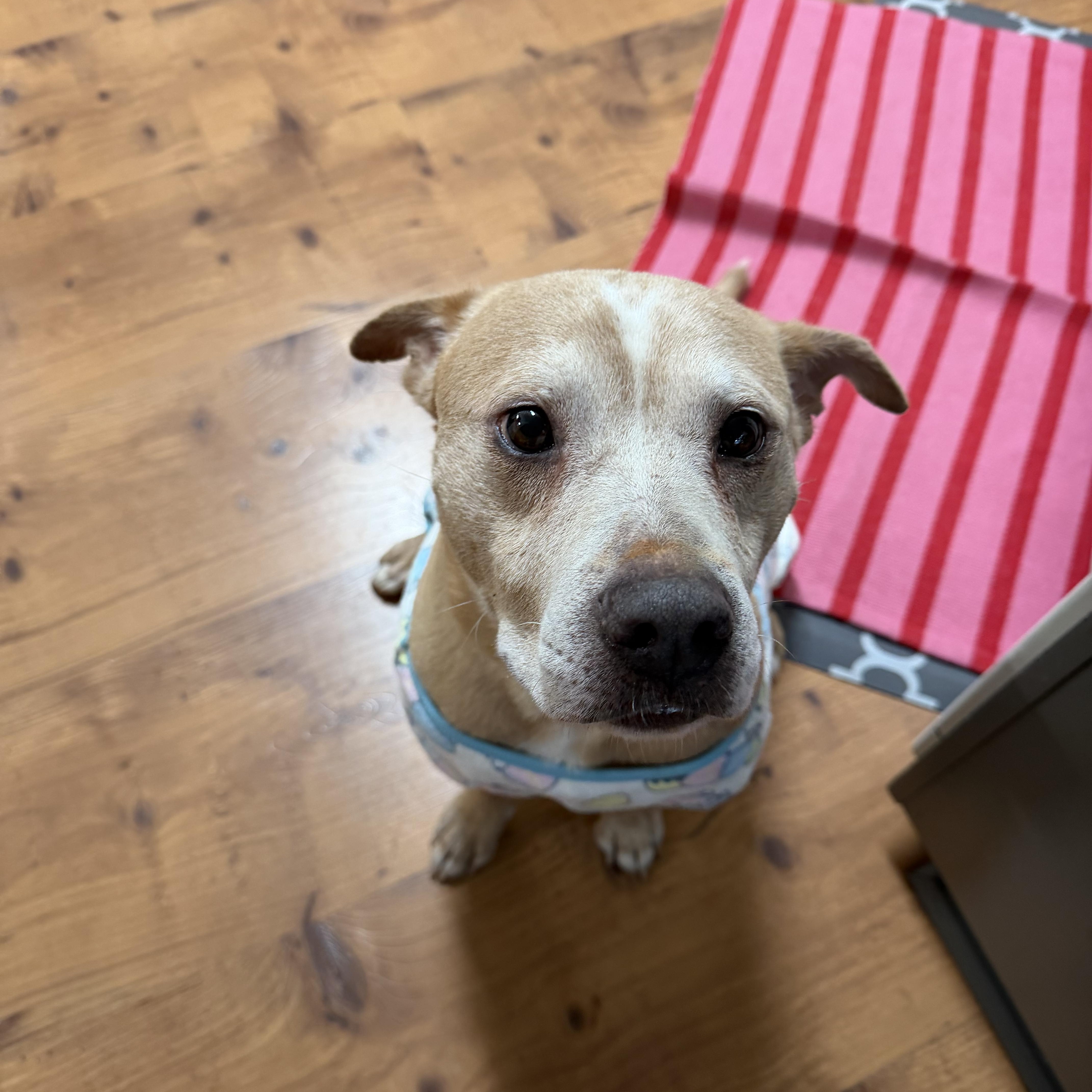 An adult medium-sized male Apricot / Beige Shepherd dog named Josefino for adoption in Mico, TX