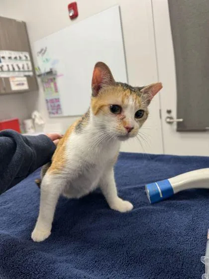 A young medium-sized female Buff / Tan / Fawn Domestic Short Hair cat named Tippy for adoption in Kansas City, MO