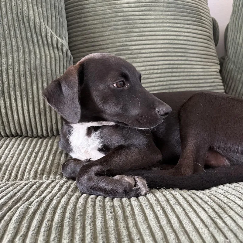 A young medium-sized male Chihuahua dog named Jasper for adoption in Brownsville, TX