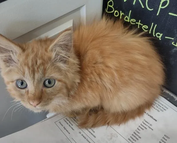 A baby small-sized male Domestic Medium Hair cat named Spookster for adoption in Cleveland, TN