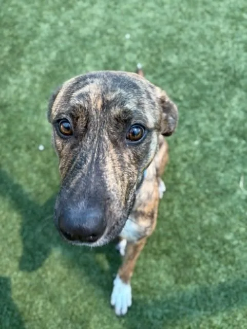An adult large-sized female Mixed Breed dog named Edith for adoption in Dallas, TX