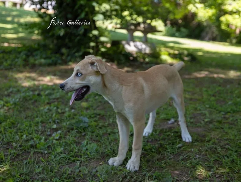 A young medium-sized female White / Cream Husky dog named Rose for adoption in Middletown, CT