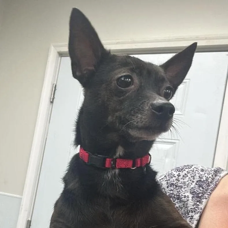 A senior small-sized female Black Mixed Breed dog named Mira for adoption in Fredericksburg, VA