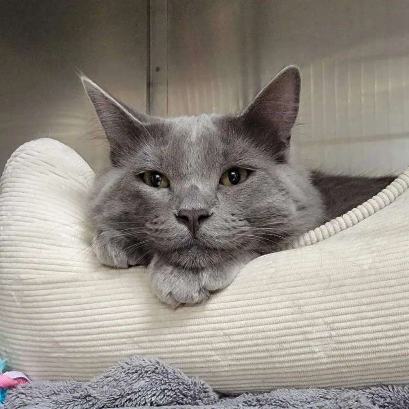 A young medium-sized male Gray / Blue / Silver Domestic Medium Hair cat named Rommel for adoption in Camp Pendleton, CA