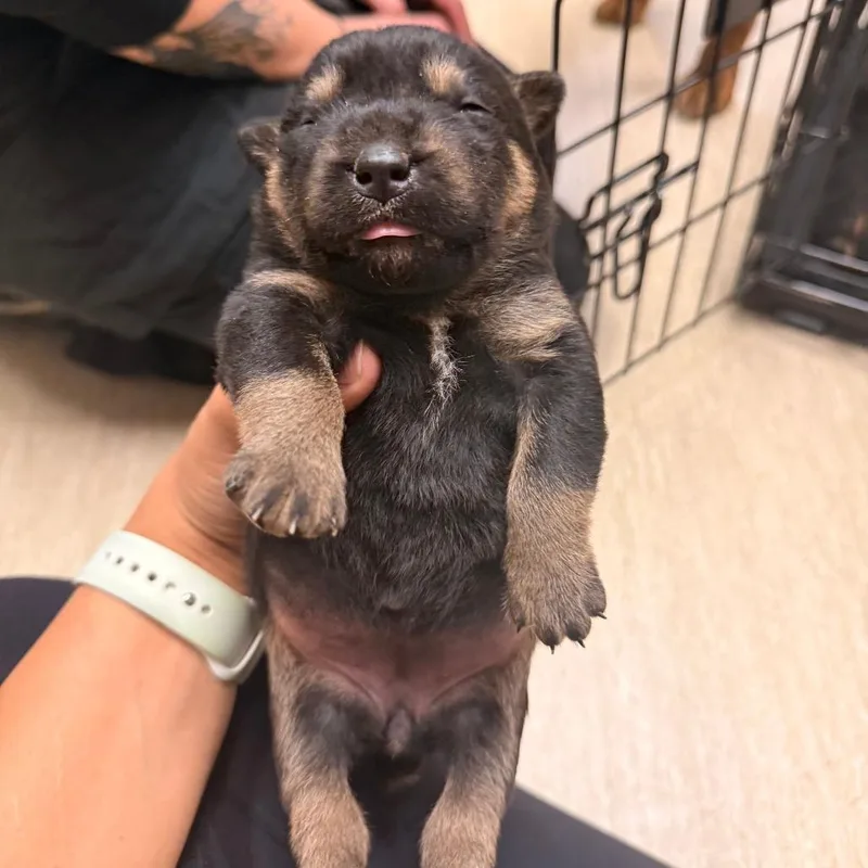 A baby small-sized female Black Mixed Breed dog named Dopey for adoption in Red House, WV