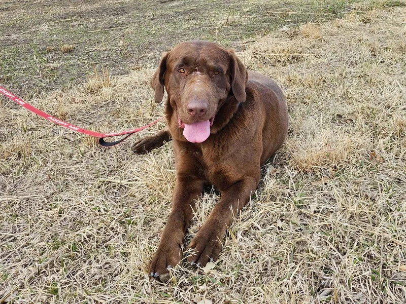 An adult large-sized male Labrador Retriever dog named Butters for adoption in Omaha, NE