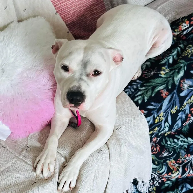 An adult medium-sized female White / Cream American Staffordshire Terrier dog named Lindy for adoption in Long Island City, NY