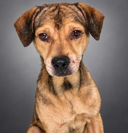 An adult medium-sized male Beagle dog named Dean for adoption in Bowling Green, KY