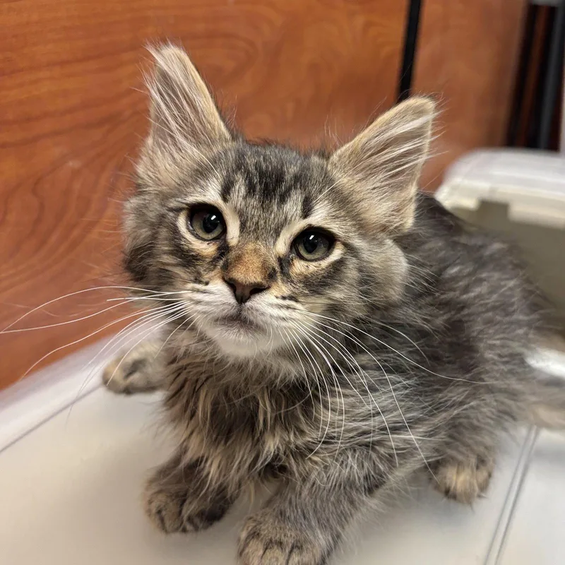 A baby medium-sized male Domestic Medium Hair cat named Todoroki for adoption in Sonora, CA