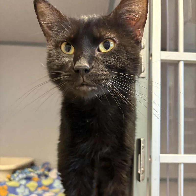 An adult medium-sized female Black Domestic Short Hair cat named Sushi for adoption in Cedar Rapids, IA