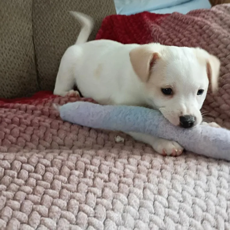 A baby small-sized male White / Cream Chihuahua dog named Butterscotch for adoption in Joliet, IL