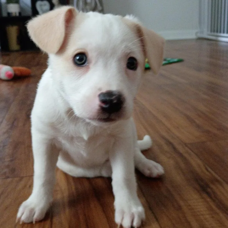 Butterscotch thumbnail 2