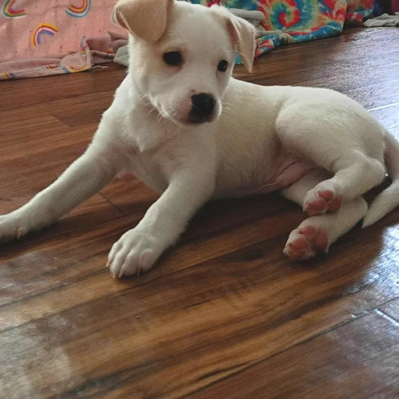 Butterscotch thumbnail 3