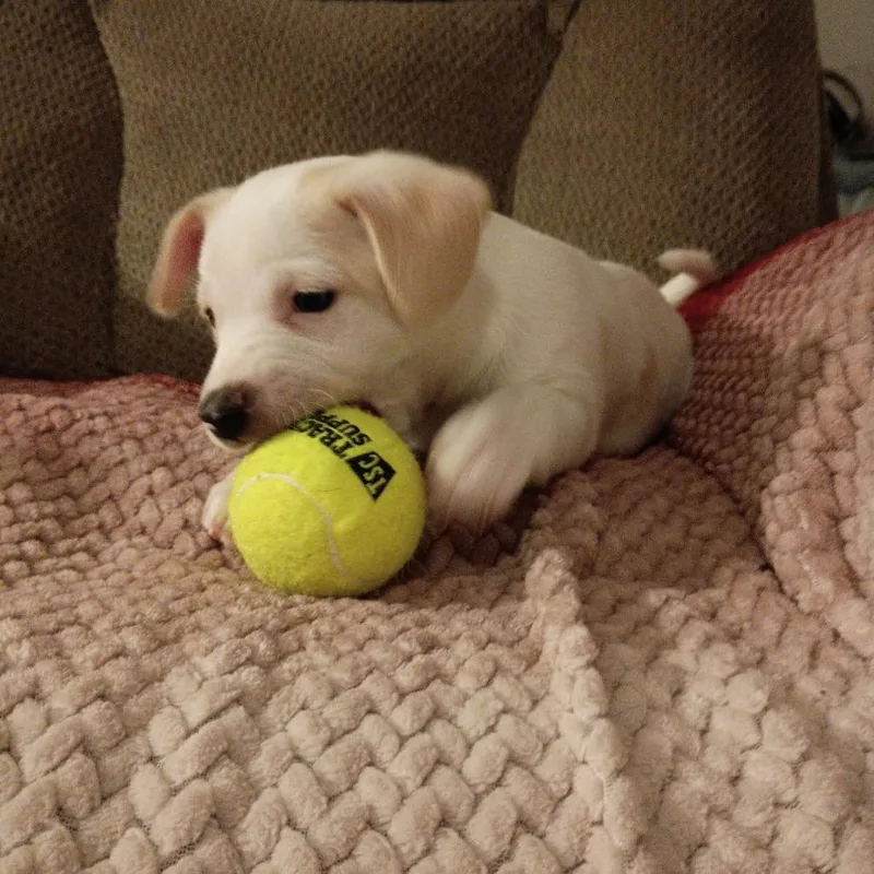 Butterscotch thumbnail 4