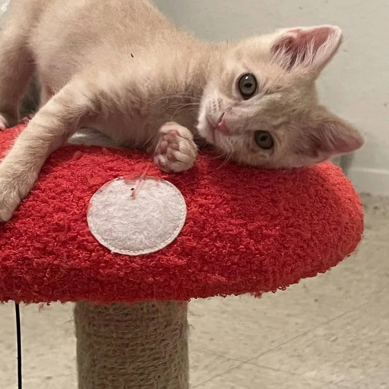 A baby medium-sized male Tabby (Orange / Red) Domestic Short Hair cat named Neville  Riley Fuzzell for adoption in Spring, TX