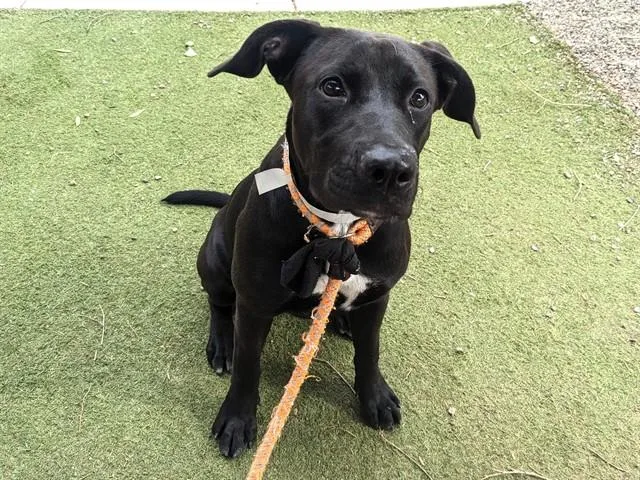 A young large-sized female Labrador Retriever dog named Luda for adoption in Phoenix, AZ