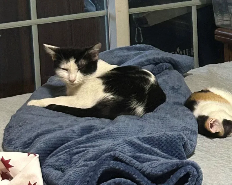 An adult medium-sized female Black & White / Tuxedo Domestic Short Hair cat named Bahar for adoption in Phoenix, AZ