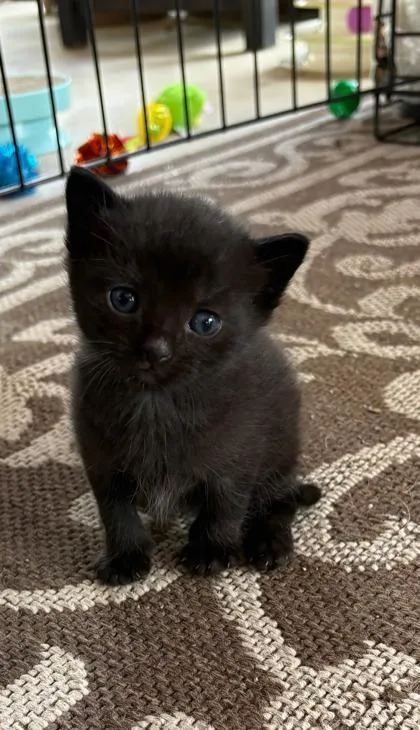 A baby small-sized male Domestic Short Hair cat named Poe for adoption in Port Saint Joe, FL