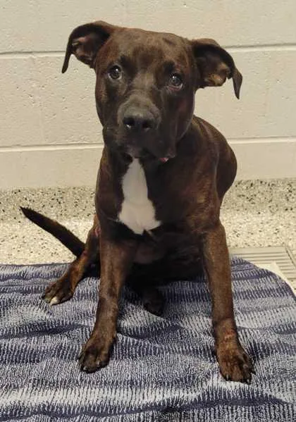A young medium-sized male Brown / Chocolate Pit Bull Terrier dog named Brinley for adoption in Kansas City, MO