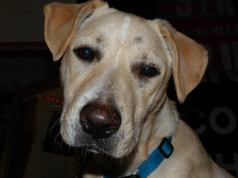 A young medium-sized male Yellow Labrador Retriever dog named Max for adoption in Cleveland, OK