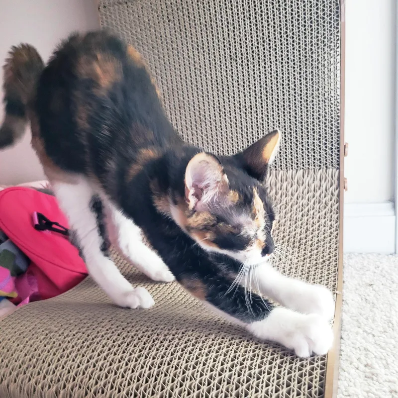 A baby medium-sized female Calico Domestic Short Hair cat named Minstrel for adoption in Apex, NC