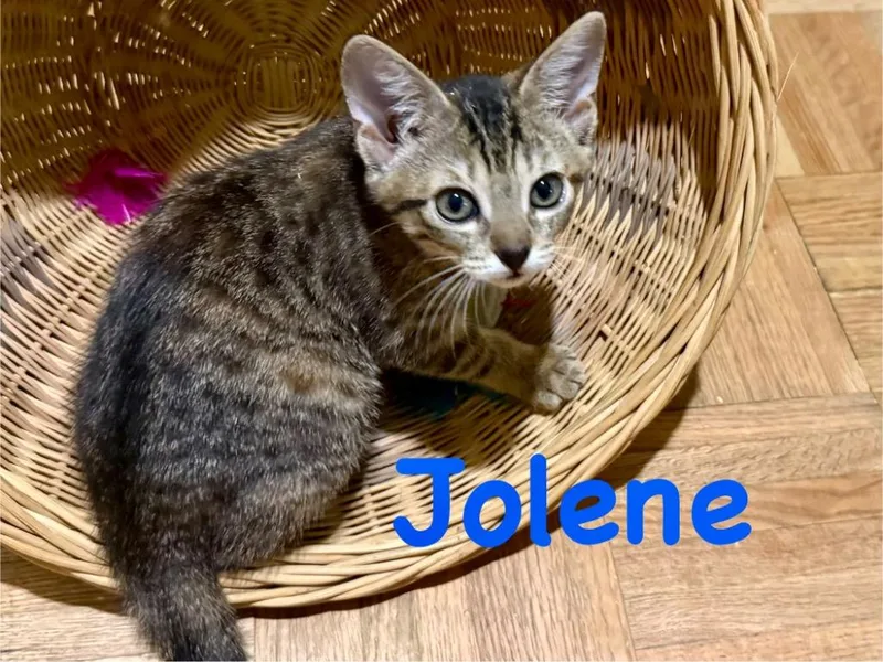 A baby small-sized female Domestic Short Hair cat named Jolene for adoption in Ocala, FL