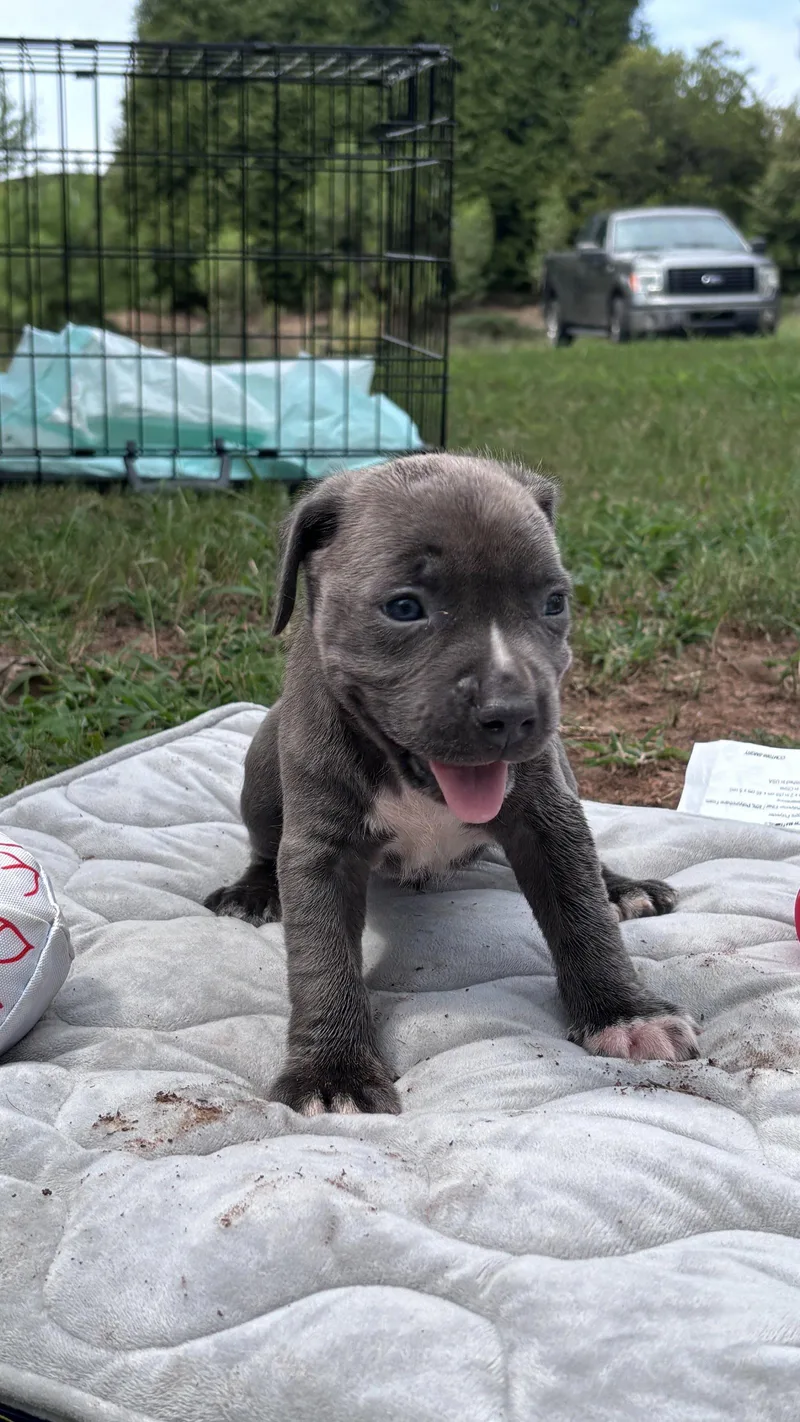 A baby medium-sized male American Staffordshire Terrier dog named Rusty Cora's Litter for adoption in Holly Springs, NC