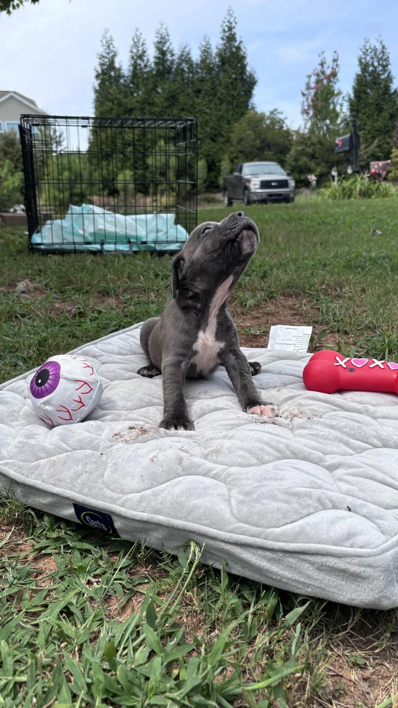 Rusty  Cora's Litter thumbnail 2