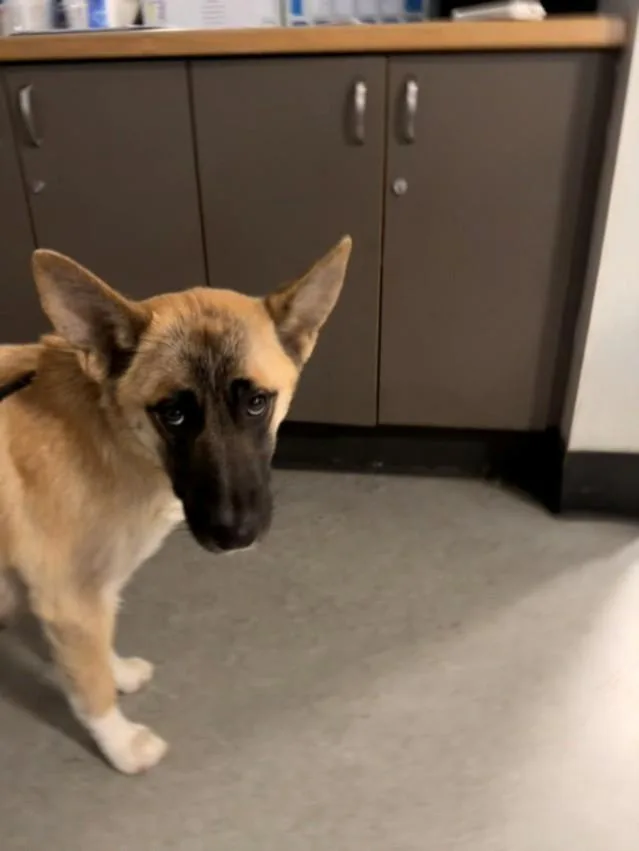 A young large-sized female German Shepherd Dog dog named Sarah for adoption in Van Nuys, CA