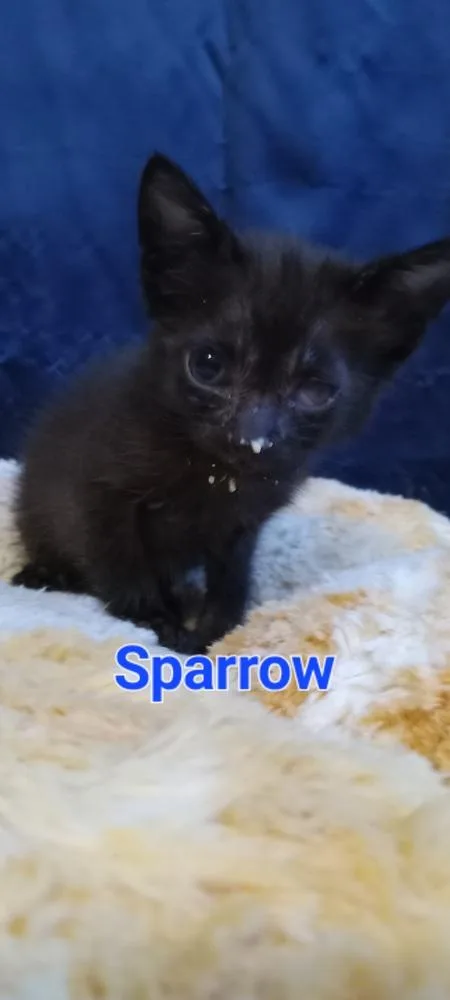 A baby small-sized male Black Domestic Short Hair cat named Sparrow for adoption in Yuma, AZ