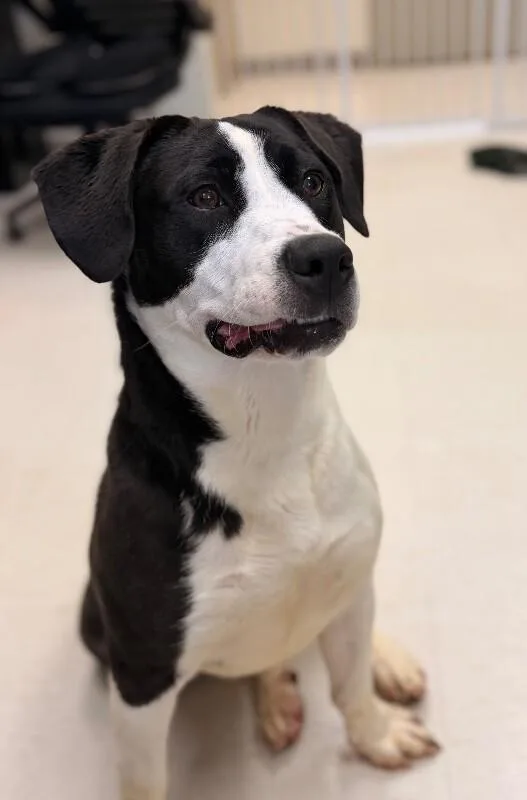 A young medium-sized female Black American Staffordshire Terrier dog named Rapunzel for adoption in Disputanta, VA