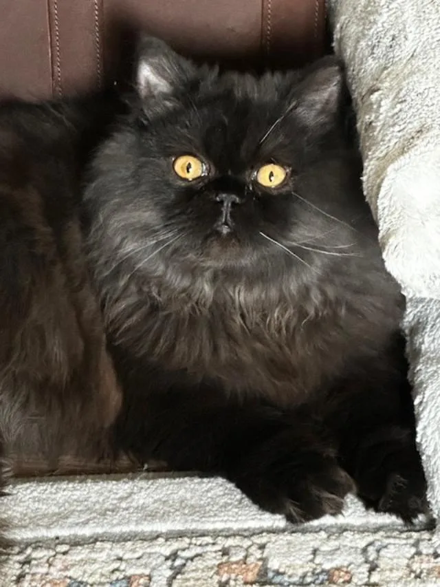 A young medium-sized male Persian cat named Cooper for adoption in Davis, CA