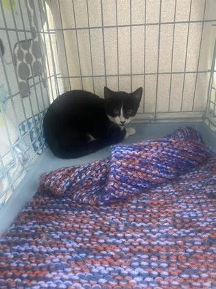A baby small-sized female Domestic Short Hair cat named Paulette for adoption in Gainesville, FL