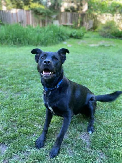 An adult large-sized male Labrador Retriever dog named Eddie for adoption in Burlington, WA