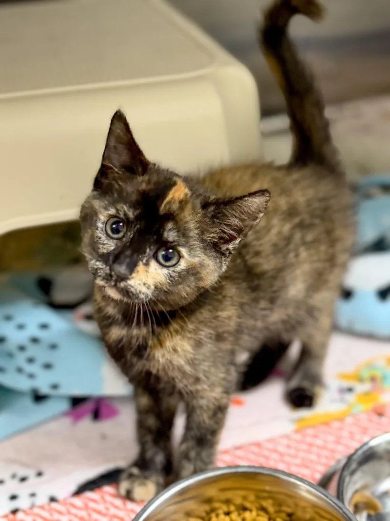 A baby medium-sized female Tortoiseshell cat named Gyoza for adoption in Sanford, NC